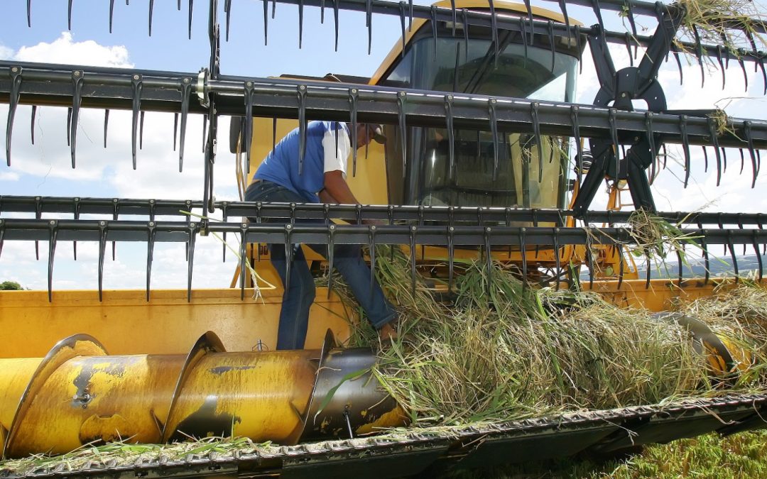 PIB da agropecuária sobe 0,5%