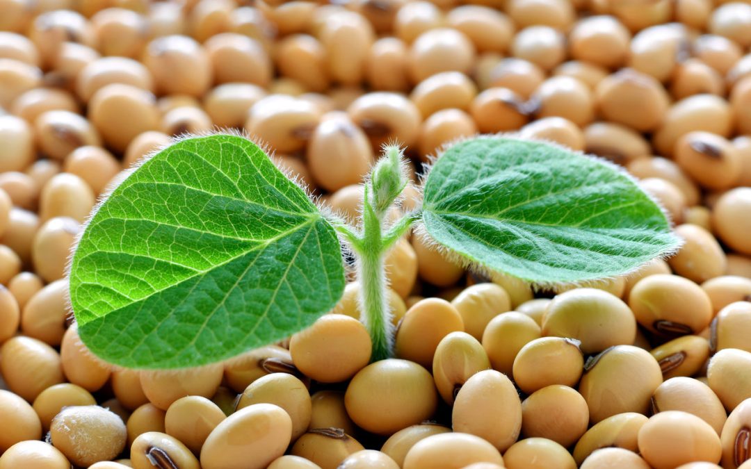 Paraná inicia plantio da soja 22/23