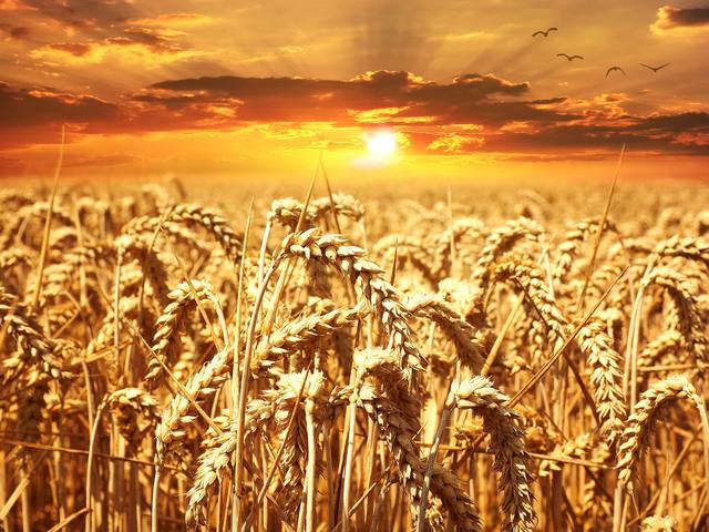 Stonex revisa estimativa para safra de trigo, produção deve chegar a 10 mi de toneladas