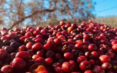 Professor cria produto que protege o café contra geada e aumenta resistência a ferrugem