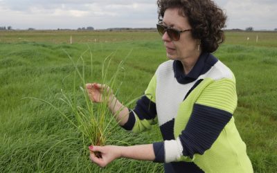 Pesquisadores desenvolvem cultivar mais produtiva de capim azevém