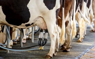 LEITE: Preço pago ao produtor recua 13% e importações aumentam em setembro