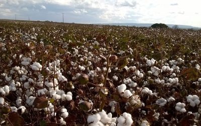 Minas Gerais deve produzir 113,1 mil toneladas de algodão na safra 2021/2022
