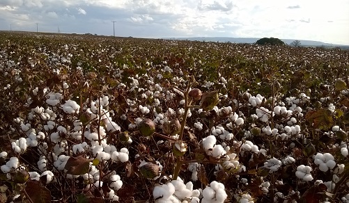 Minas Gerais deve produzir 113,1 mil toneladas de algodão na safra 2021/2022