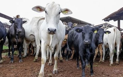 Nova Zelândia apresenta projeto para tributar gases naturais de gado