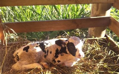 Pecuaristas investem na fertilização in vitro para melhoria do rebanho
