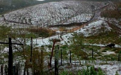 Mais de 16 mil hectares foram atingidos pelas chuvas de granizo em MG