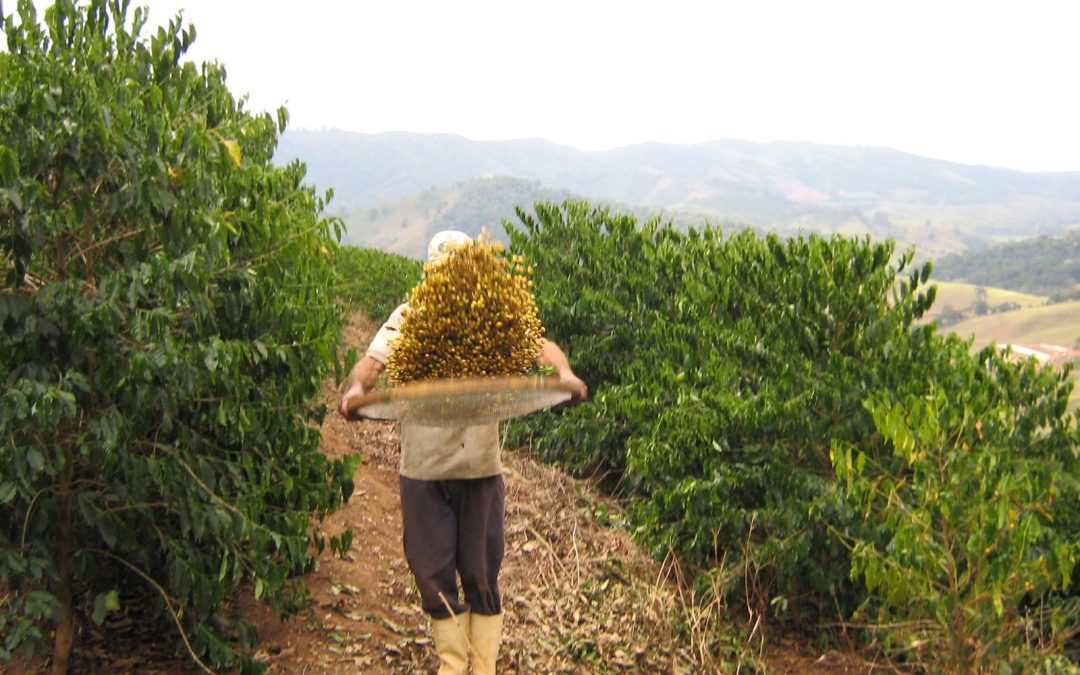 Circuito Mineiro de Cafeicultura tem nova etapa