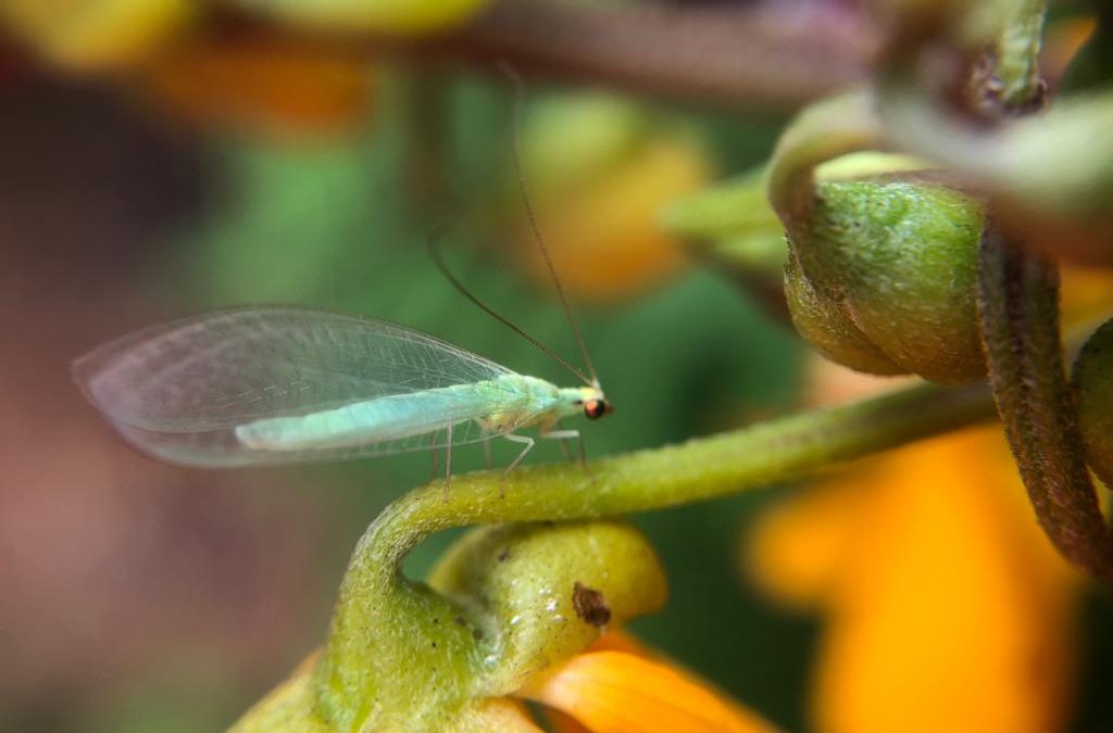 Manejo biológico do café é abordado pela Epamig