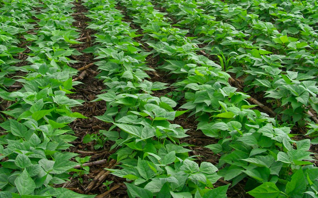 Embrapa abre inscrições para curso de produção de Soja