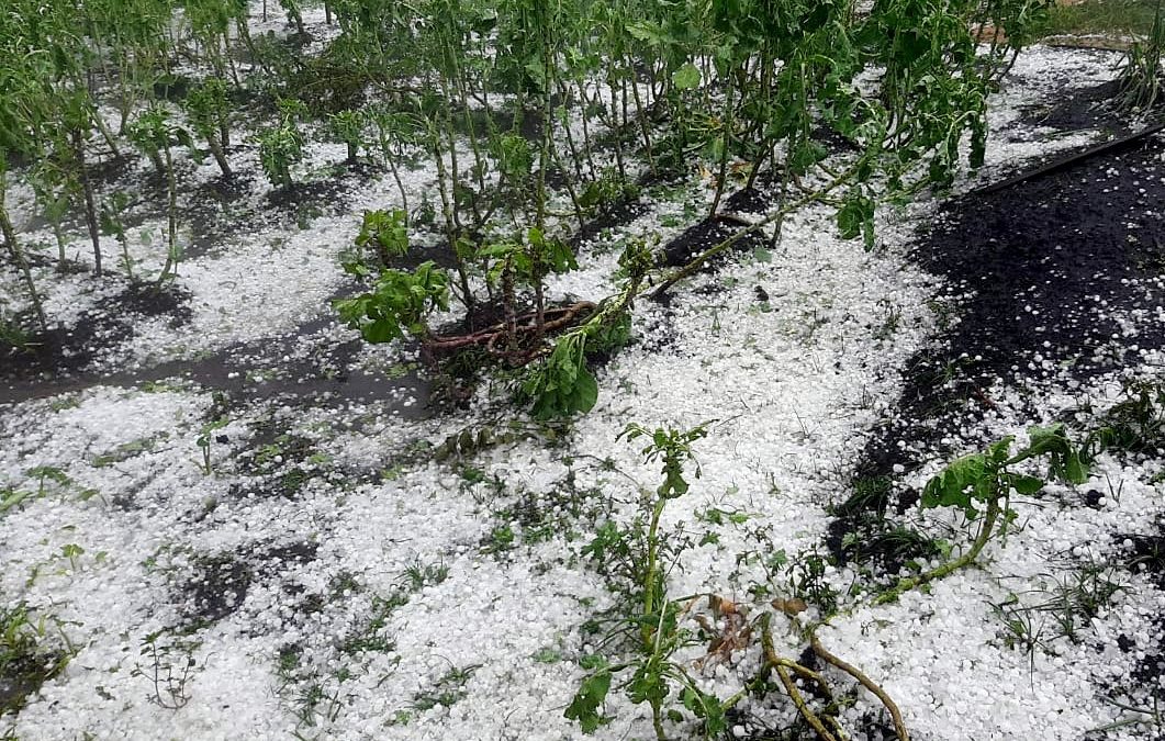 Granizo: Epamig alerta para ajuda técnica