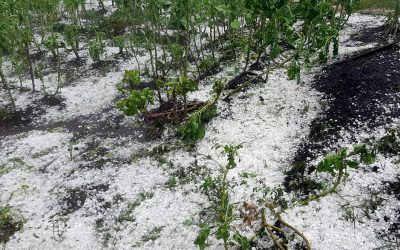 Granizo: Epamig alerta para ajuda técnica