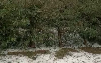 CAFÉ: Mais chuva de granizo e baixo pegamento das lavouras no Sul de Minas