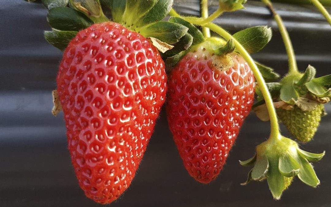 Jovem é pioneiro na produção de morango em município da Zona da Mata mineira