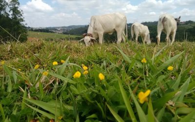 Pasto consorciado de gramíneas com leguminosas diminui impacto ambiental