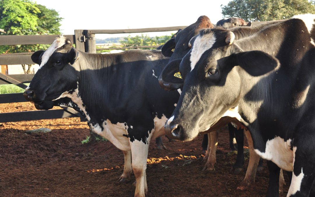 Epamig lança aplicativo para gerenciamento de custos no leite