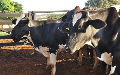 Epamig lança aplicativo para gerenciamento de custos no leite