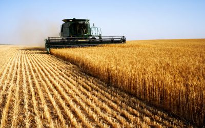 Guerra ainda afeta a produção de trigo