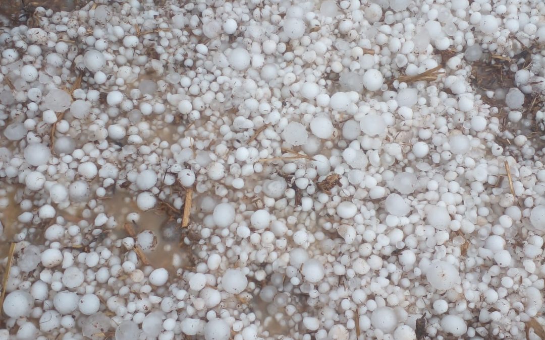 Pior chuva de granizo do Sul de Minas segundo Procafé