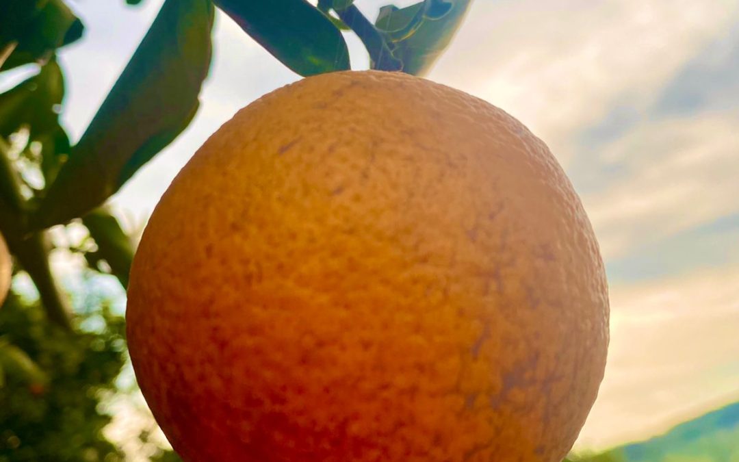 Nutrição e estímulos florais para salvar produtividade na citricultura após granizo