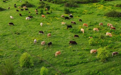 Lei verde e o impacto na pecuária brasileira