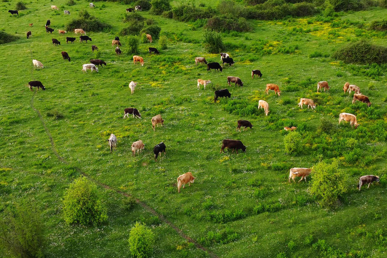 aerial-view-of-free-grazing-cows-on-a-natural-past-2022-08-10-19-32-15-utc_Easy-Resize.com