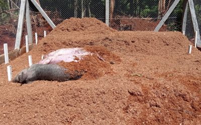 Embrapa promove workshops sobre Tecnologias para destinação de animais mortos