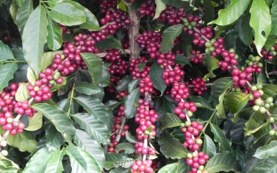 CAFÉ: Embrapa trabalha ferramenta biotecnológica para nova cultivares