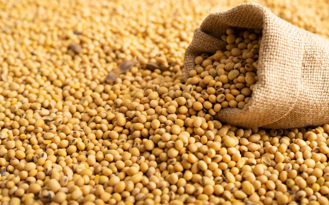 Soja e Milho: Plantio lento e necessidade de replantio em algumas áreas no Sul