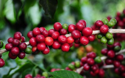 Emater anuncia os classificados do 19º Concurso Estadual de Cafés