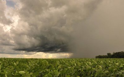 Chuvas irregulares desfavorecem plantio da Soja no Rio Grande do Sul