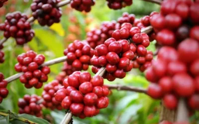 Território café da canastra será lançado em Piumhi