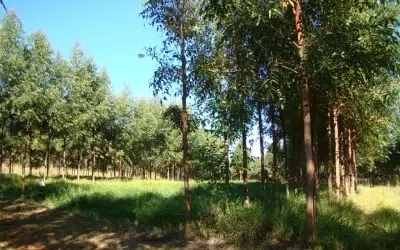 Epamig lidera pesquisa de emissão e sequestro de carbono