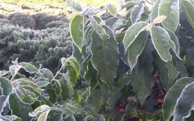 Risco baixo de geada no Sul de Minas e o início da colheita de café 