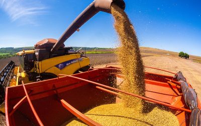 MILHO: Produção recorde do Brasil, deve atenuar restrição de oferta mundial do grão