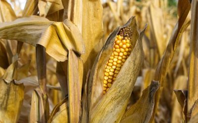 Novo levantamento Ag Rural aponta atraso no plantio da soja e do milho