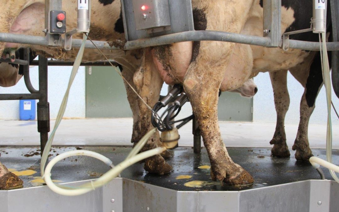 LEITE: Preço pago ao produtor tem queda de 6,5% em outubro, diz Cepea 