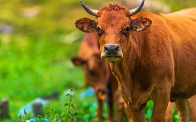 Ministério da Agricultura desmente boato de doença vaca louca na Bahia