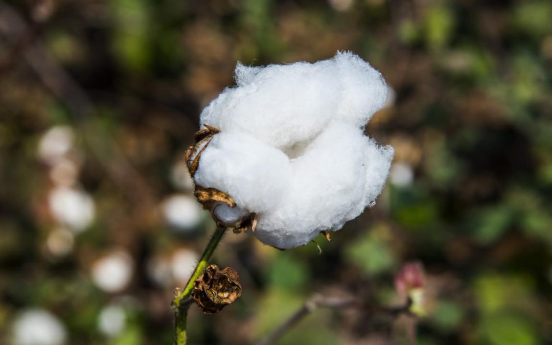 Oferta de pluma de algodão deve ser recorde