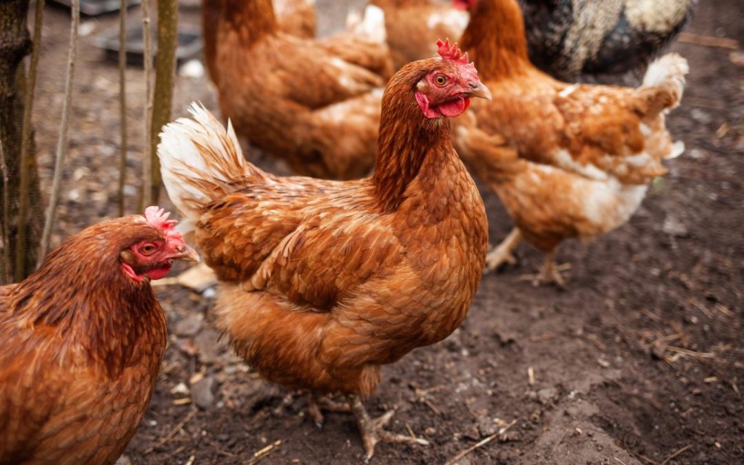 Gripe aviária: 19 mil galinhas serão abatidas no sul da Bulgária