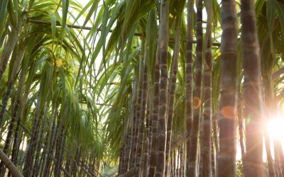 Valor Bruto de Produção do estado de Goiás pode bater recorde em 2022.