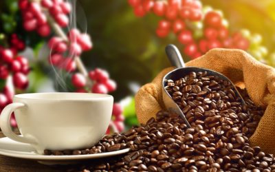 Café: Conab estima safra 22 em 50,38 milhões de sacas