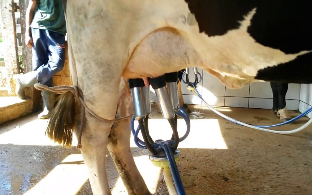 Cepea aponta queda no preço do leite em agosto