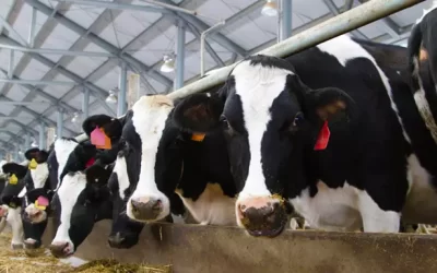 Ração animal do Brasil abre mercado na Argentina