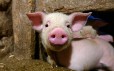 Suínos: Alta nos custos de nutrição denunciam persistência de crise