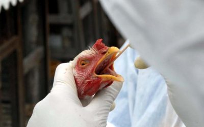 Brasil intensifica ações contra Influenza Aviária