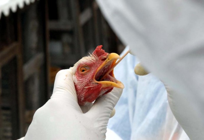 Holanda deve abater 29 mil aves por conta de gripe aviária