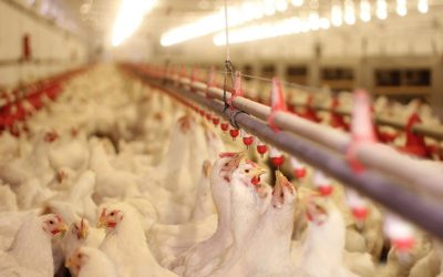 Frango: exportações em outubro geram receita 15% maior