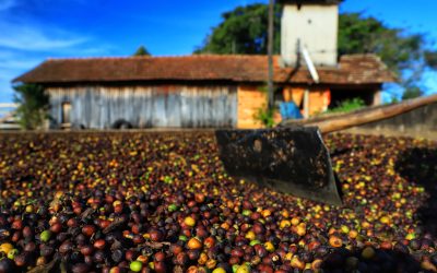EPAMIG oferta sementes qualificadas de café para entrega imediata
