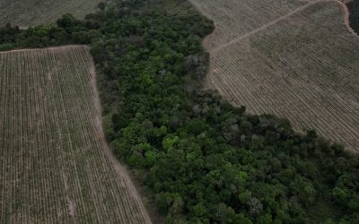 SIC traz conquistas e projeções para cafeicultura sustentável no Brasil
